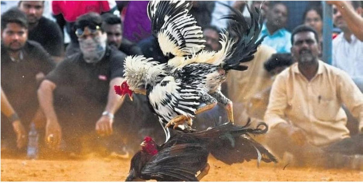 Cockfighting ZO88 Overview and Popular Match Formats