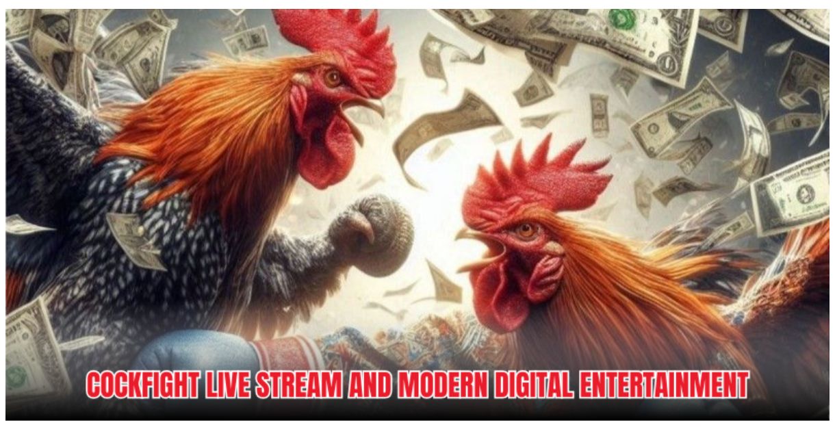 Cockfight Live Stream - Watch Intense Rooster Matches