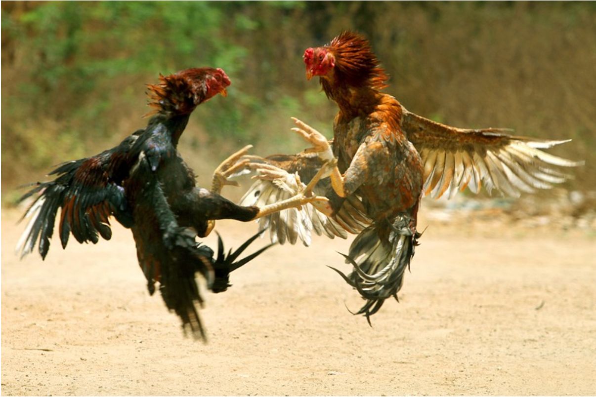 Discover the Excitement of Competitive Rooster Matches Through Modern Online Entertainment