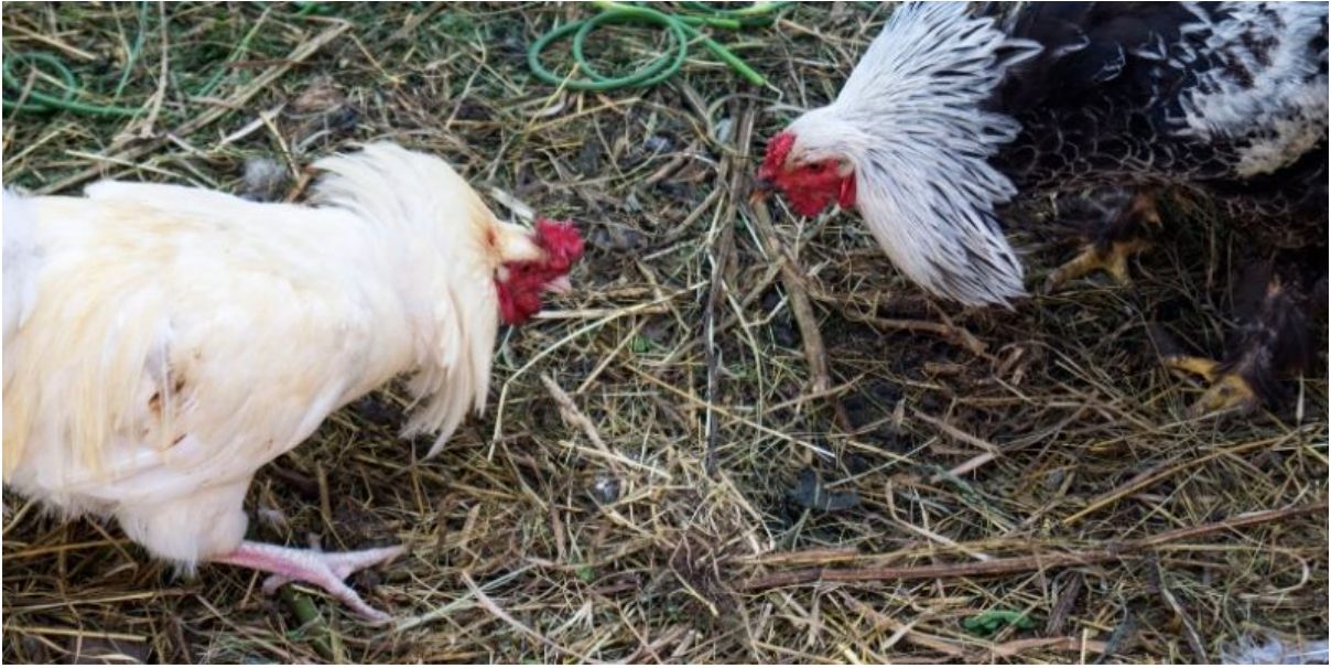 Thomo Cockfighting - The Fiery Arena of Fighting Roosters 2026
